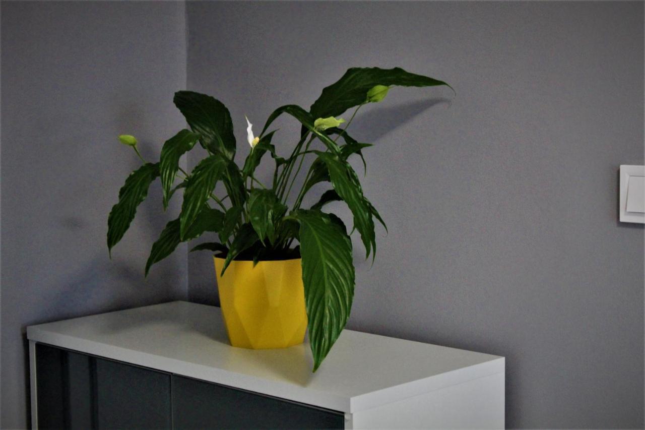 Apartament Przy Arsenale Wrocław Exteriör bild